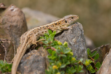 sand lizard (Lacerta agilis)