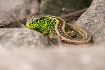 sand lizard (Lacerta agilis)