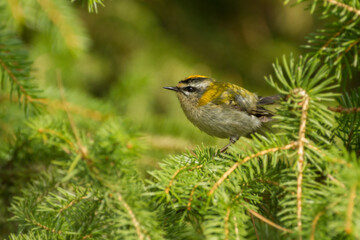 firecrest