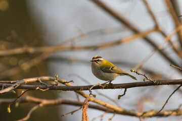 firecrest