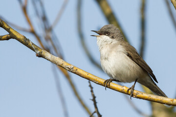 lesser whitethroat on a branch