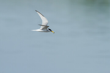 flying little tern with a catched fish
