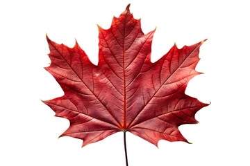 Obraz premium Single red maple leaf with detailed veins isolated on transparent background