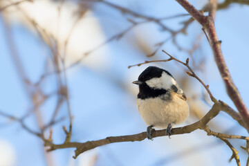 coal tit on a branch