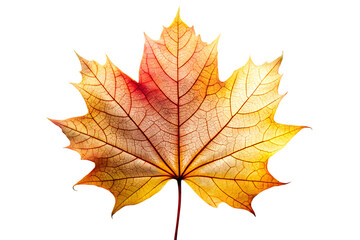 Fototapeta premium A yellow and red maple leaf isolated on a transparent background, symbolizing the transition of autumn