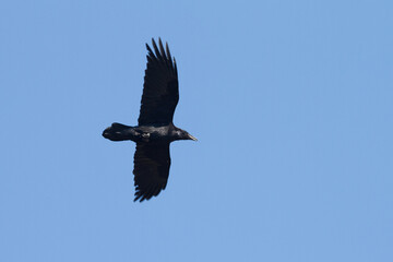 flying common raven
