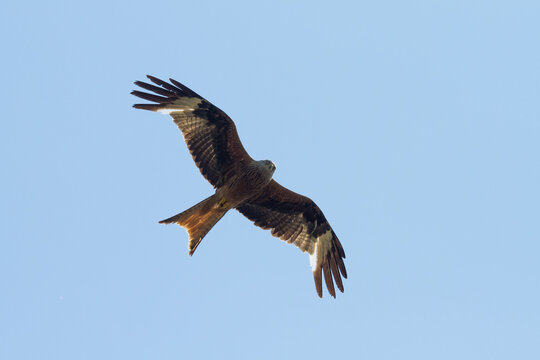 flying red kite - Powered by Adobe