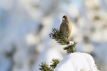 crossbill in the wintertime on a branch