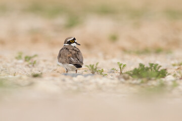 little ringed plover in habitat