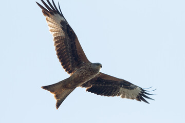 flying red kite