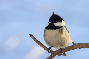 coal tit on a branch
