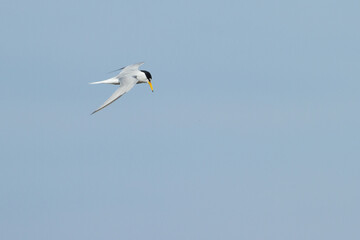 flying little tern