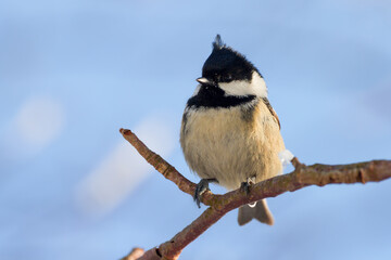 Obraz premium coal tit on a branch