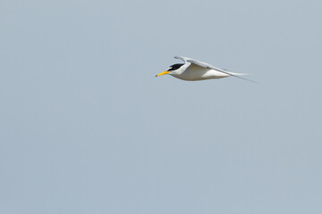 flying little tern