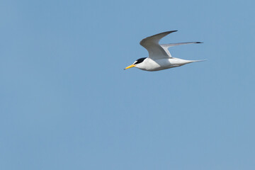 flying little tern