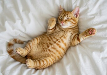 Cute ginger tabby kitten sleeping on its back on a white sheet