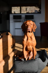 Magyar Vizsla