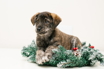 Adorable Puppy Resting In Christmas Wreath