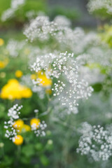 Delicate white Gypsophila flowers blooming outdoors