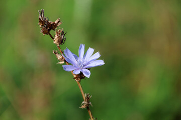 Blue chicory flower on a meadow, healing plant in sunny day