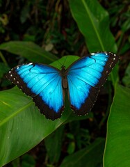 Blue Morpho Butterfly on Leaf