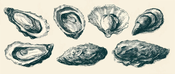 Vintage oyster illustration showcasing detailed engraving technique and the beauty of marine life in a classic art style