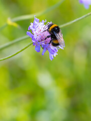 "White tailed bumblebee" "Bombus lucorum" feeding on nectar of  blue "Scabious" flower, also "Field scabious", blooming in wild summer meadow. Wicklow, Ireland © Nicola.K.photos