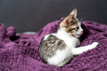 Adorable white kitten peacefully sleeping, looking, relaxing on  purple plaid, cozy and calm home...