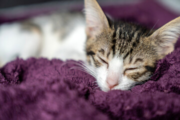 Adorable white kitten peacefully sleeping, looking, relaxing on  purple plaid, cozy and calm home...