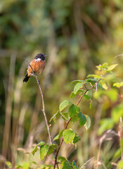 Stonechat 