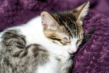 Adorable white kitten peacefully sleeping, looking, relaxing on  purple plaid, cozy and calm home...