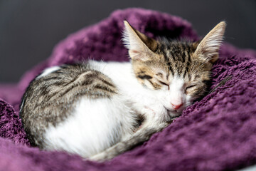 Adorable white kitten peacefully sleeping, looking, relaxing on  purple plaid, cozy and calm home...