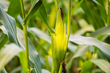 Ripe corn cob detail on sunset field