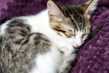 Adorable white kitten peacefully sleeping, looking, relaxing on  purple plaid, cozy and calm home...