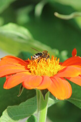 bee on a orange coneflower