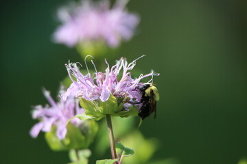 bumble bee feeding on a purple flower
