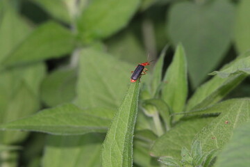 red and black lightning bug on a leaf