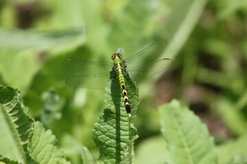 stunning green and black dragonfly