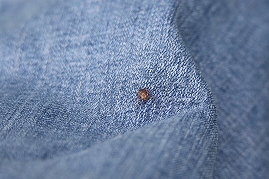 american dog tick crawling on pants