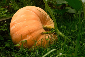 Large orange pumpkin grow outdoors in garden. Close up of ripe pumpkin. Vegetable gardening.