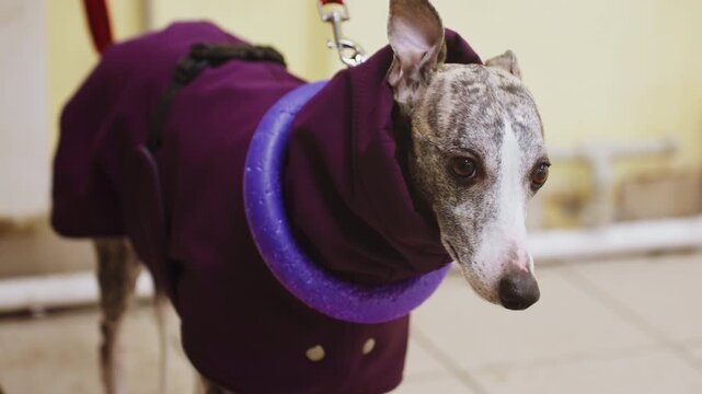 Whippet in purple coat with purple toy collar standing on tiled indoor floor next to person in beige pants and black shoe, looking forward with calm expression, winter pet attire in urban environment