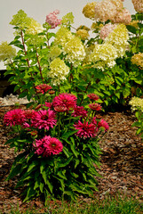 Jeżówka purpurowa i hortensja bukietowa na rabacie, Echinacea purpurea, Hydrangea paniculata, designer garden, bushes in a flower bed 	