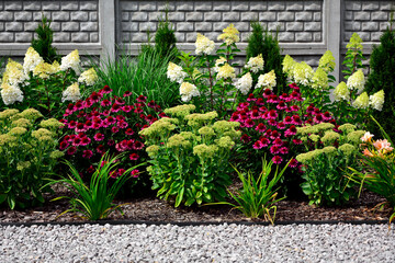 Jeżówka purpurowa, rozchodnik okazały, rozplenica japońska i hortensja bukietowa na rabacie, rozchodnikowiec, Echinacea purpurea, Hylotelephium spectabile or Sedum spectabile, Hydrangea paniculata,  © kateej