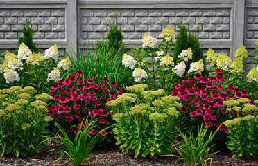 Jeżówka purpurowa, rozchodnik okazały, rozplenica japońska i hortensja bukietowa na rabacie, rozchodnikowiec, Echinacea purpurea, Hylotelephium spectabile or Sedum spectabile, Hydrangea paniculata,	