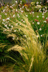 włosowate kwiatostany ostnicy cieniutkiej i Gaura Lindheimera, Gaura lindheimeri, Stipa tenuissima, flowering stipa, known as feather grass, needlegrass, spear grass in the steppe	