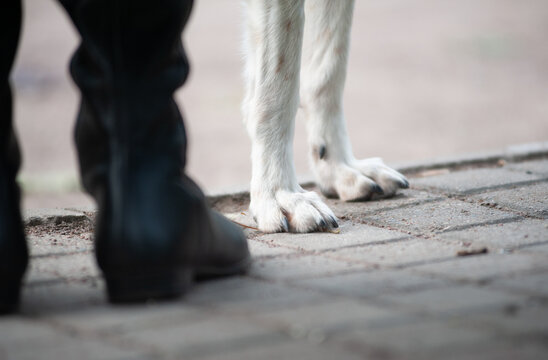 Human feet and dog's paws closeup