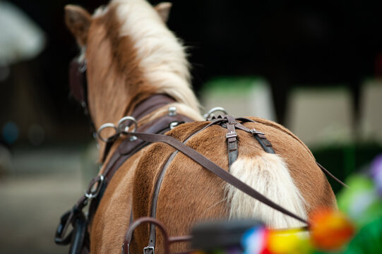 Palomino pony, view from carriage