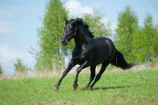 Beutiful black andalusian stallion
