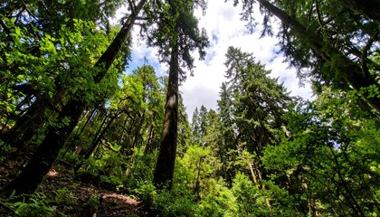 Lush forest canopy view looking upwards