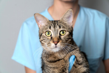 Veterinarian examining pet on table in veterinary clinic, Veterinary caring of a cute cat,...